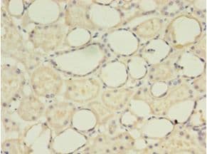 G0S2 Antibody (aa1-103)