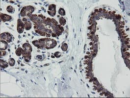 DEF6 Antibody (clone OTI2C11)