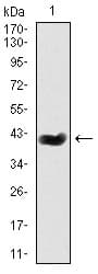 TAZ Antibody