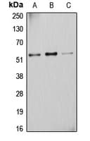 CYP2D6 Antibody (N-Terminus)