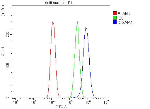 IQGAP2 Antibody
