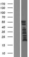 MAP2 Protein (Over-Expression Lysate Myc-DDK (Flag))