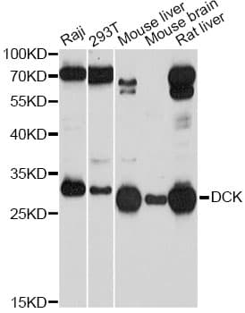 IHC-plus™ DCK / Deoxycytidine kinase Antibody