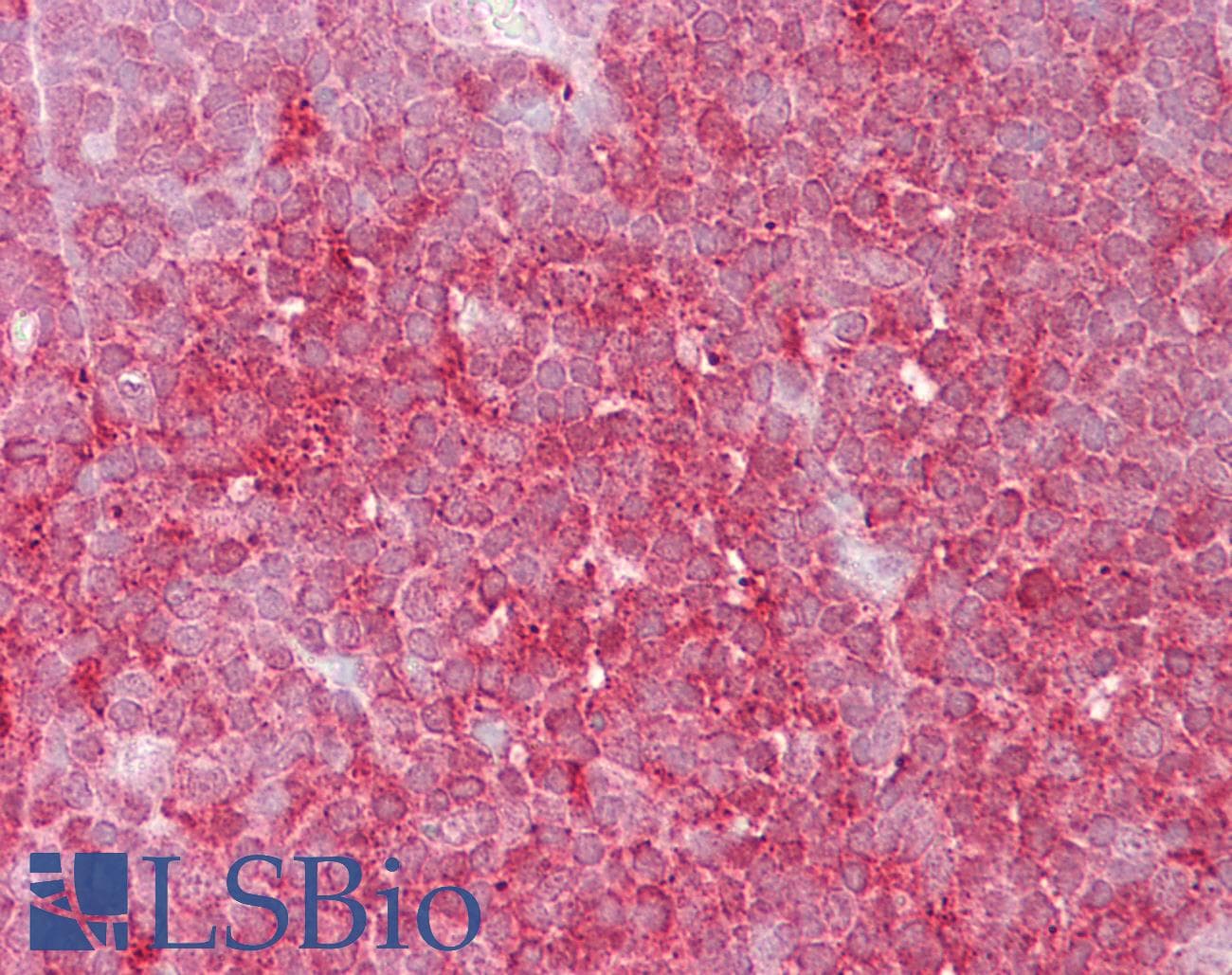 MCM6 Antibody (C-Terminus)