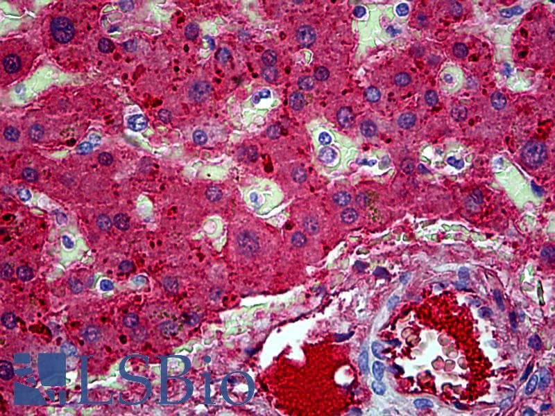 IHC-plus™ Apolipoprotein A-II Antibody