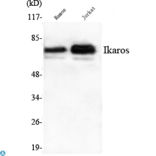 IKZF1 / IKAROS Antibody