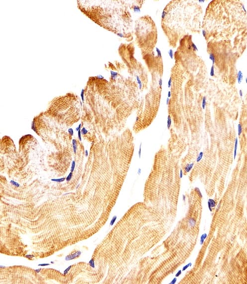 SMAD1 Antibody (aa163-196)