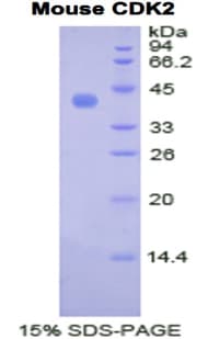 Mouse CDK2 Protein (Recombinant His-GST)