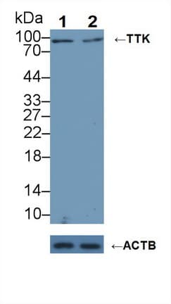 MPS1 / TTK Antibody (aa532-786)