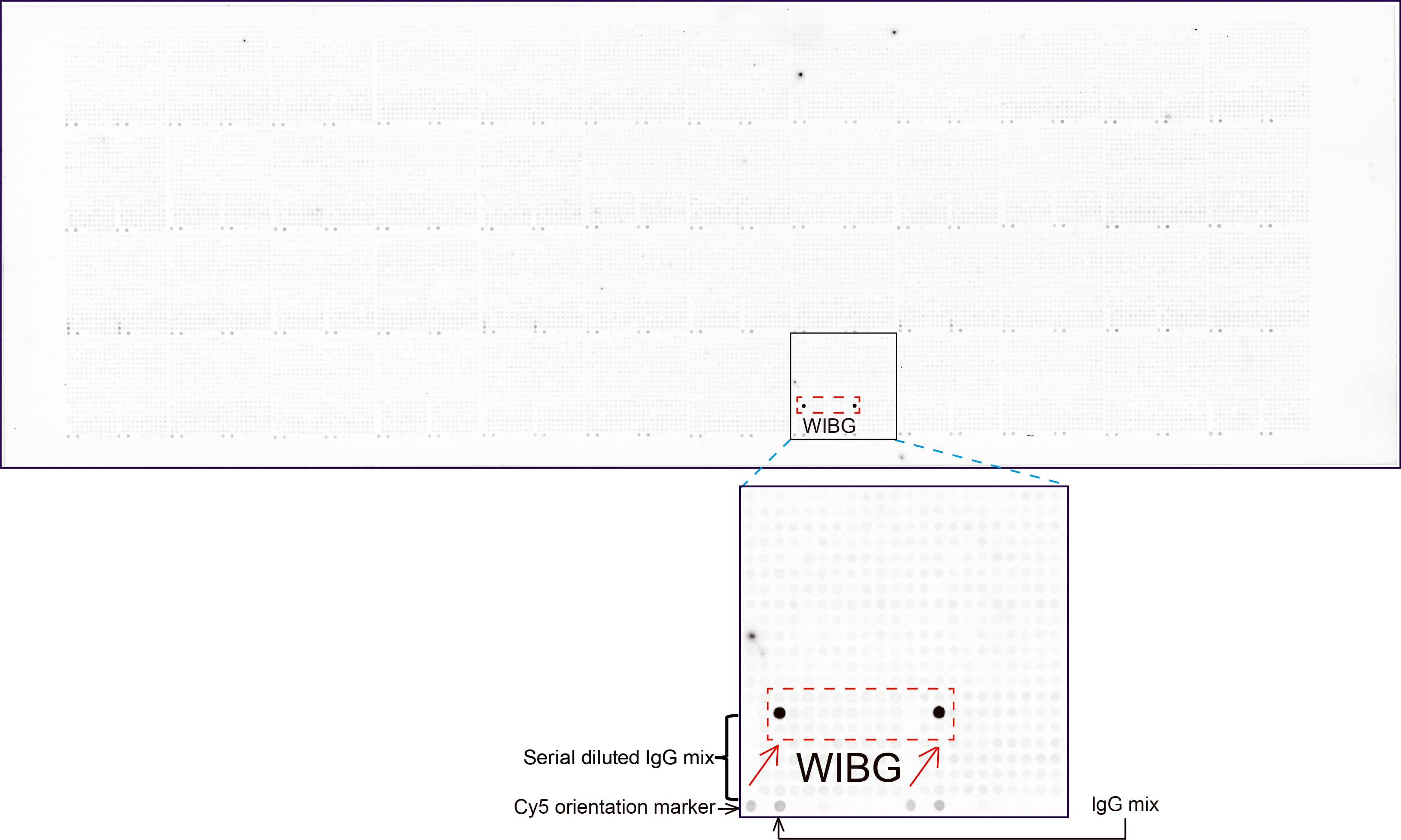 WIBG Antibody (clone UMAB207)