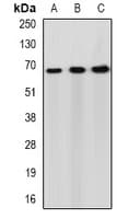 PACSIN2 Antibody