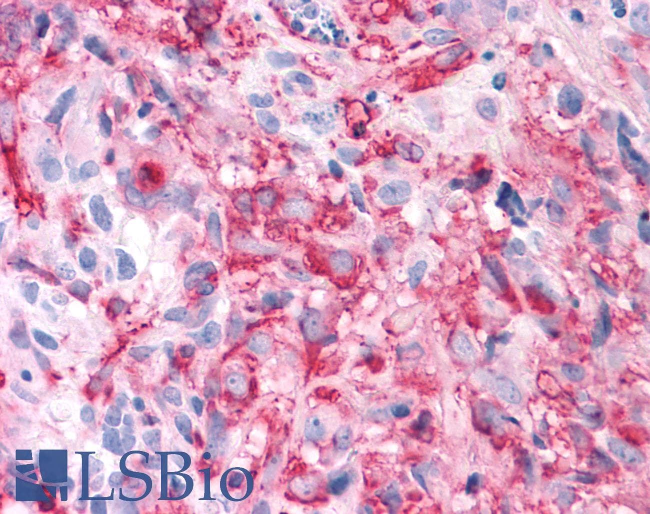 PathPlus™ T1R3 / TAS1R3 Antibody (N-Terminus)