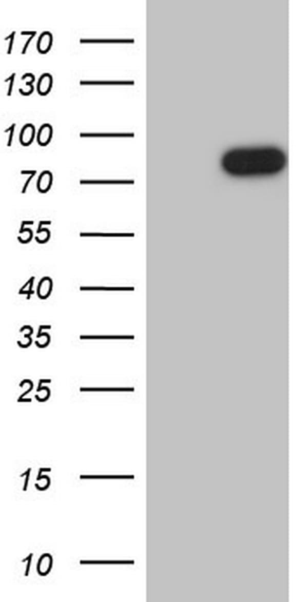 FSIP1 Antibody (clone OTI1C8)