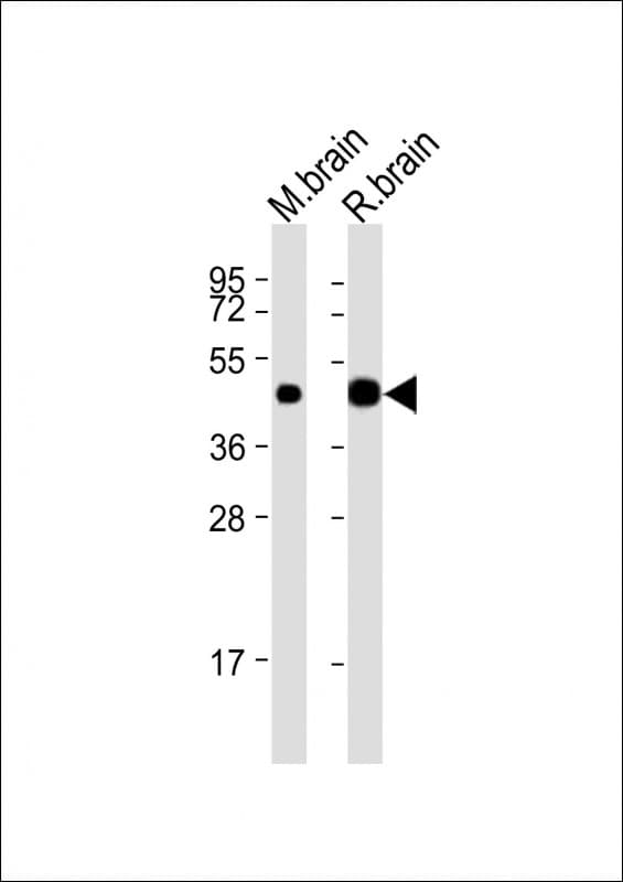 CNPase Antibody (aa92-126)
