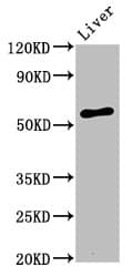 Polyclonal Rabbit anti-Human AMIGO2 Antibody (IHC, IF, WB)