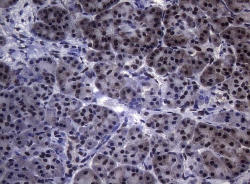SF1 Antibody (aa1-276, clone OTI7H9, Carrier-free)
