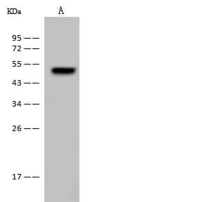 Polyclonal Rabbit anti-Human FADS3 Antibody (Preservative Free, WB)