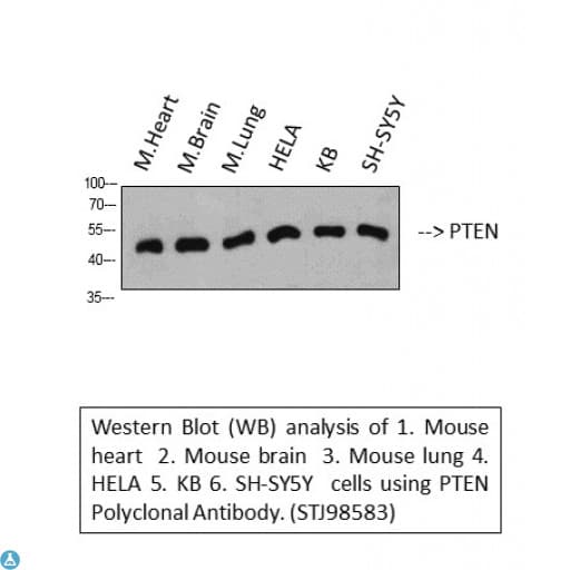 PTEN Antibody