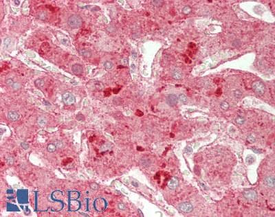 IHC-plus™ APOB / Apolipoprotein B Antibody