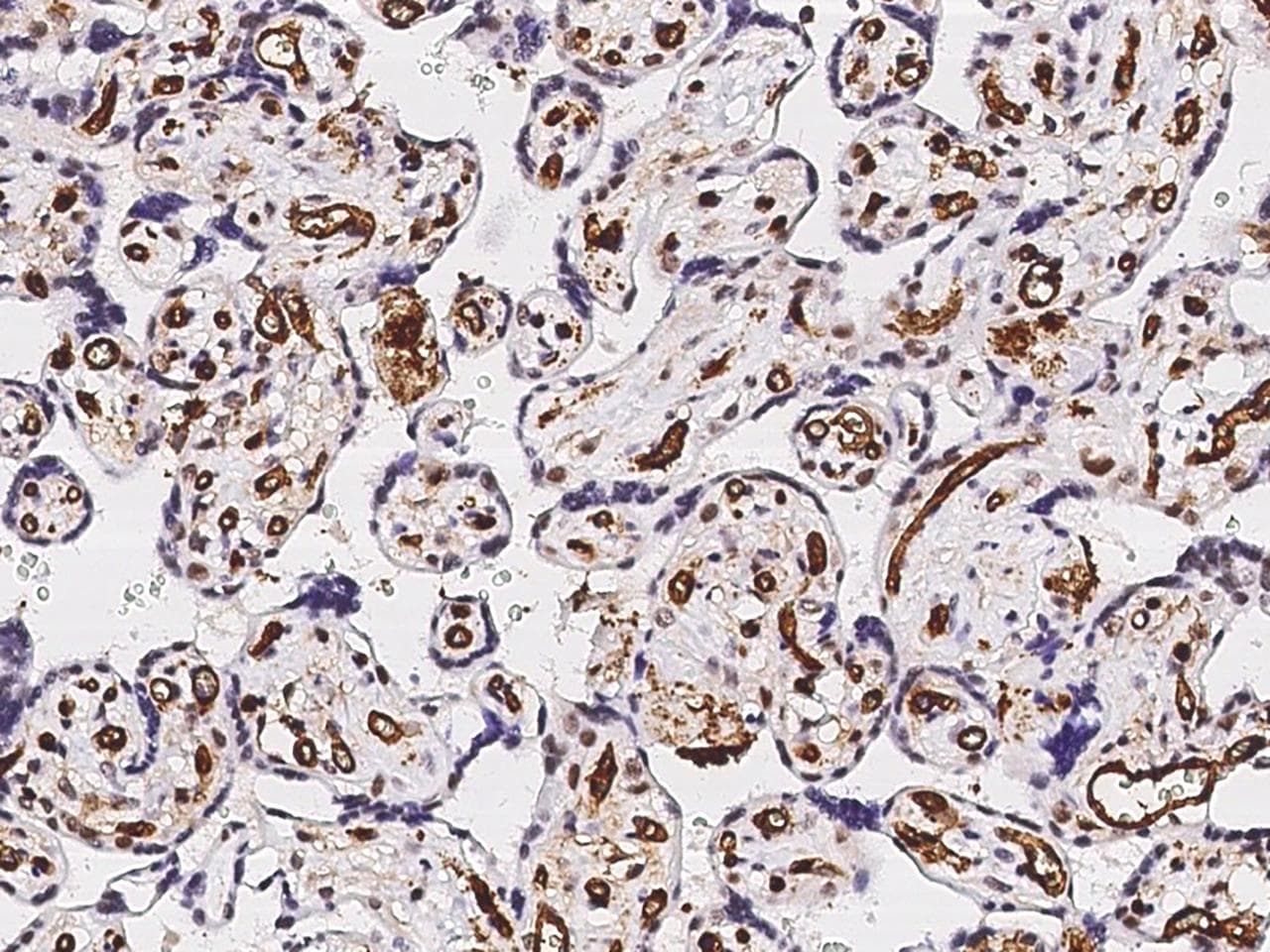 Monoclonal Rabbit anti-Human PECAM-1 / CD31 Antibody (clone 311, Preservative Free, IHC)