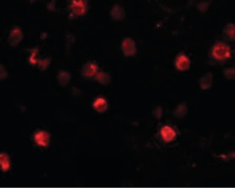 Polyclonal Rabbit anti-Human CD244 Antibody (IF, WB)