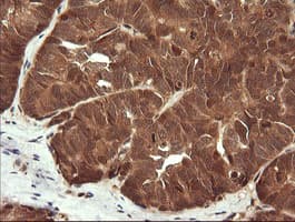 LZIC Antibody (clone OTI5E3)
