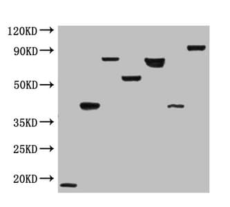 Flag Tag Antibody (clone 4G5C8)
