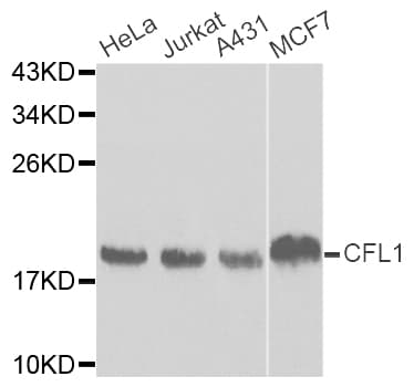 CFL1 / Cofilin Antibody