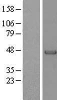 PARVA Protein (Over-Expression Lysate Myc-DDK (Flag))