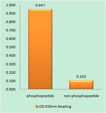 AQP2 / Aquaporin 2 Antibody (phospho-Ser256)
