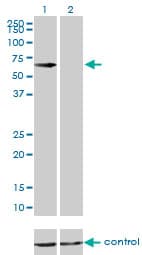IHC-plus™ CBS Antibody (clone 3E1)