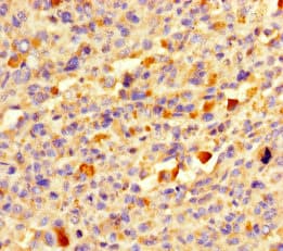 DEFB104A / BD-4 Antibody