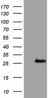 OTUB2 Antibody (clone OTI6C7, Carrier-free)