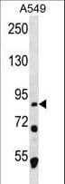 MDM1 Antibody (aa656-684)