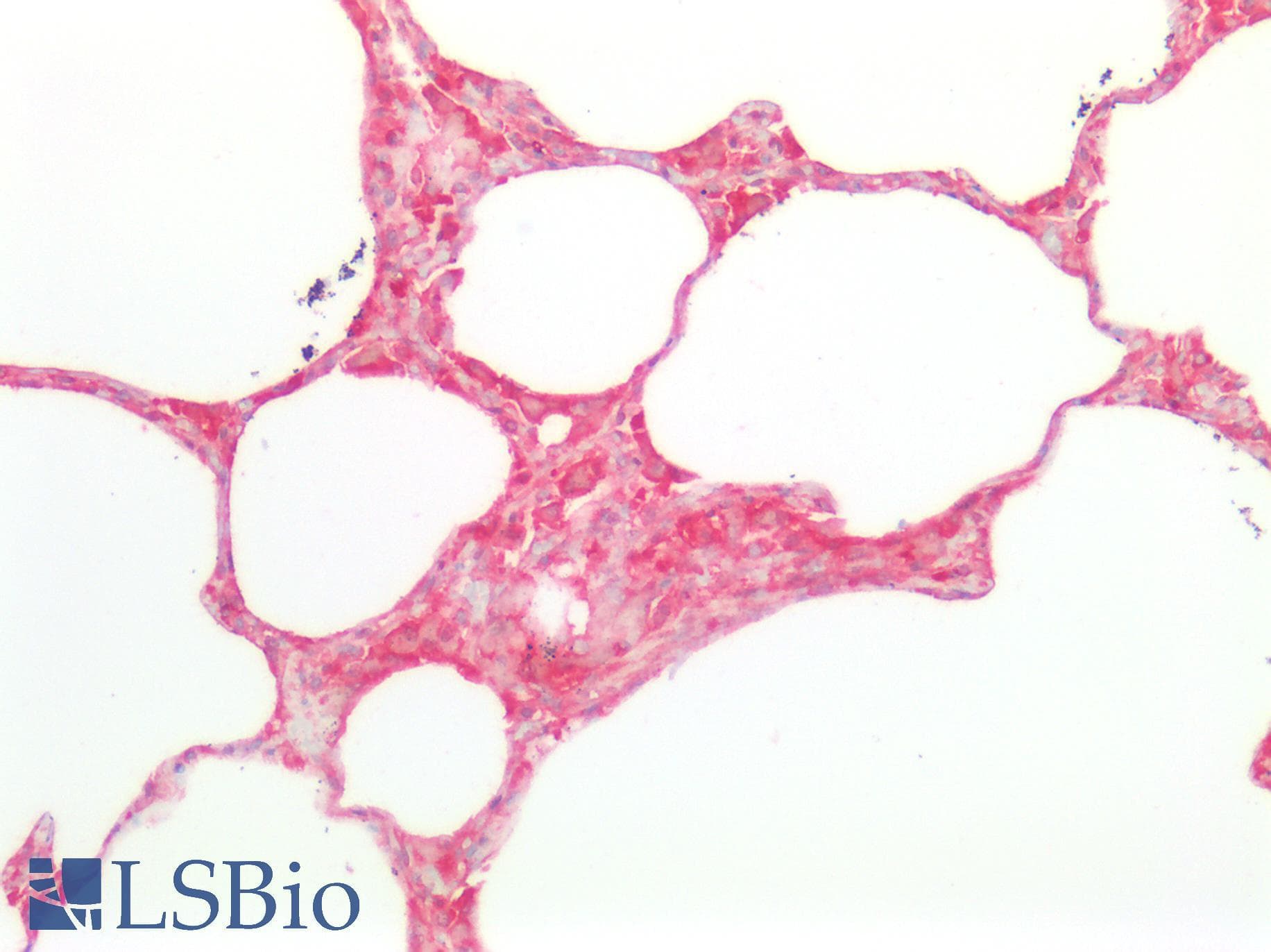 IHC-plus™ CD95 / FAS Antibody