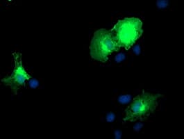 DOK2 Antibody (clone OTI2A3)