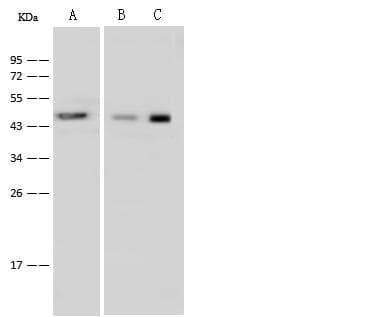 UQCRC1 Antibody (Preservative Free)