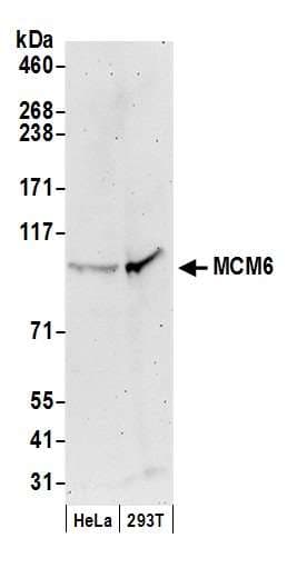 MCM6 Antibody (aa775-C-term)
