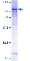 Human GMEB2 Protein (Recombinant GST)