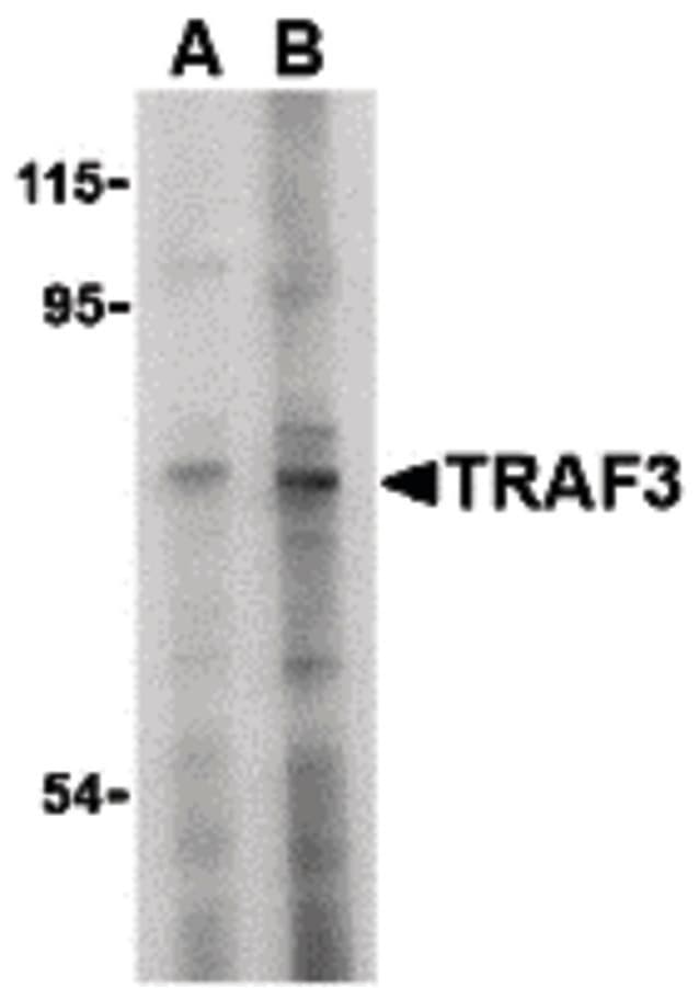 IHC-plus™ TRAF3 Antibody