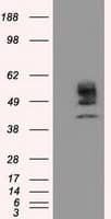 CYP1A2 Antibody (clone OTI8F1)