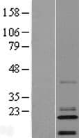 C14orf180 Protein (Over-Expression Lysate Myc-DDK (Flag))