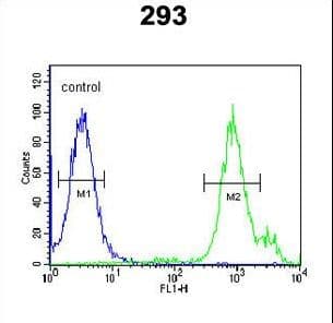 SLC9A9 / NHE9 Antibody (aa551-579)