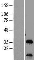 HSU79274 / C12orf24 Protein (Over-Expression Lysate Myc-DDK (Flag))