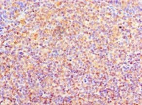 COLEC10 Antibody (aa28-277)