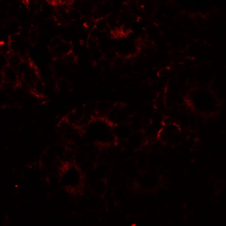 PDIA4 / ERP72 Antibody