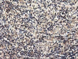 HMOX2 / Heme Oxygenase 2 Antibody (clone OTI1H10, Carrier-free)