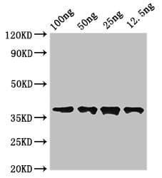 Polyclonal Rabbit anti-Human Dystonin / BPAG1 Antibody (IF)