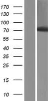 HBS1L Protein (Over-Expression Lysate Myc-DDK (Flag))