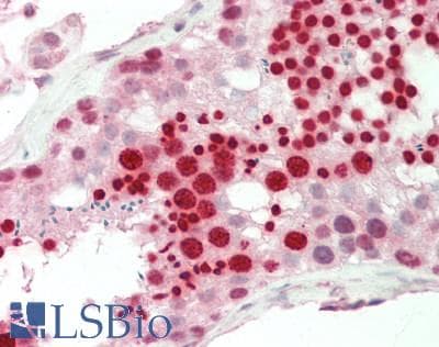 RBPMS / Hermes Antibody (aa38-87)